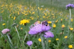 Biene auf Witwenblume