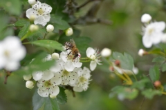 Biene auf Weißdornblüten