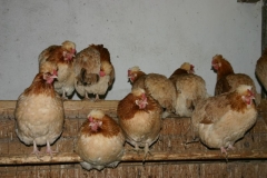 Sulmtaler Hühner